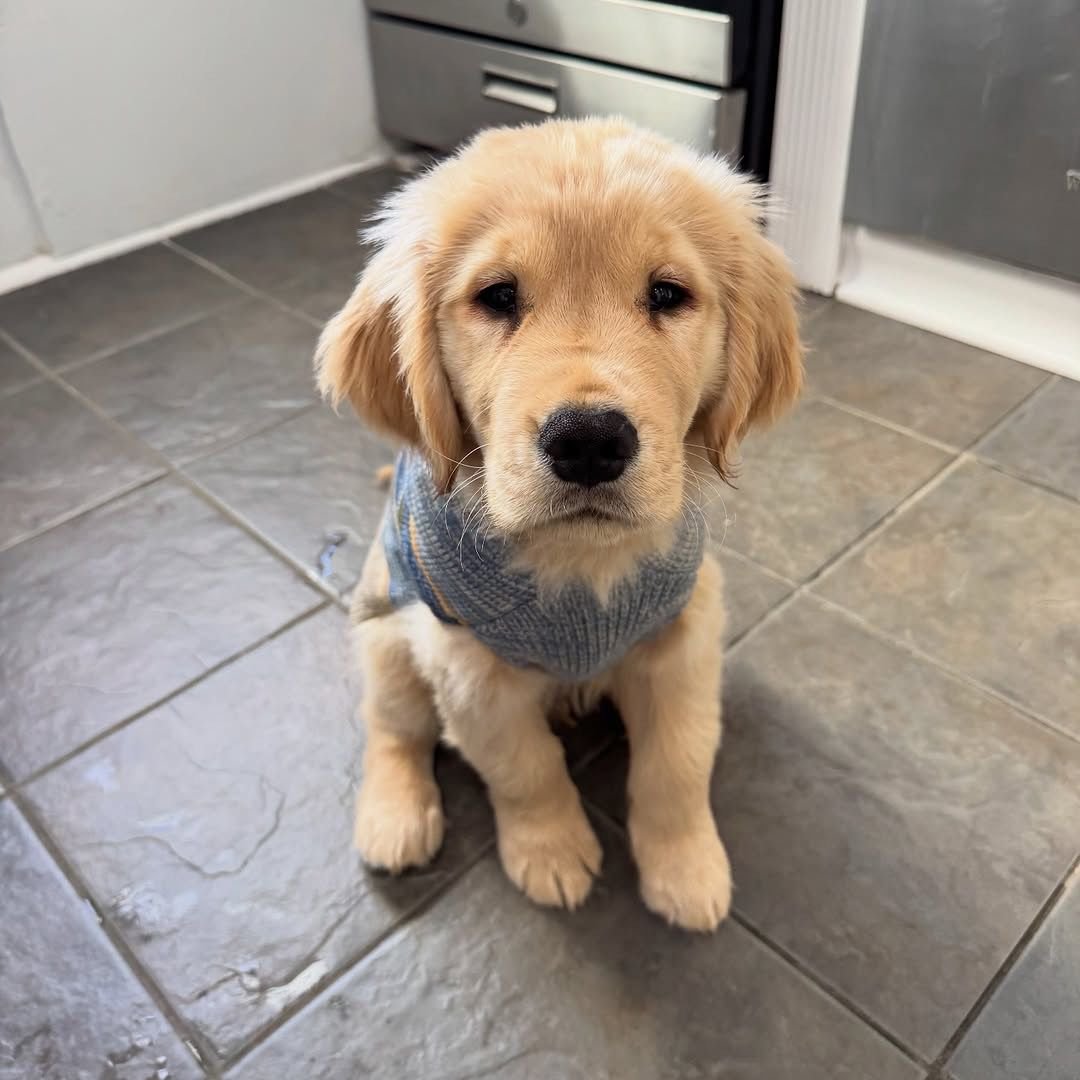Teddy - Image 3