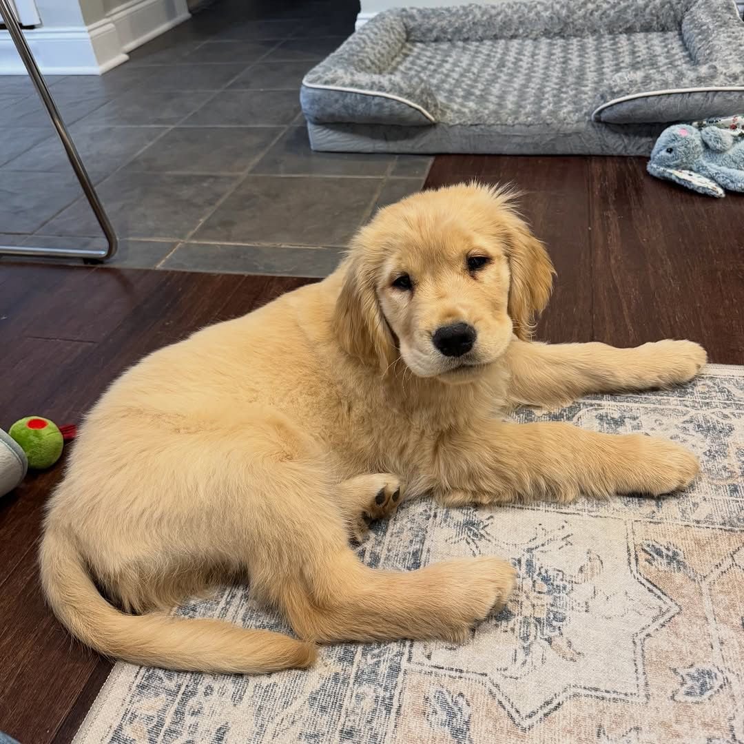 Teddy - Image 2