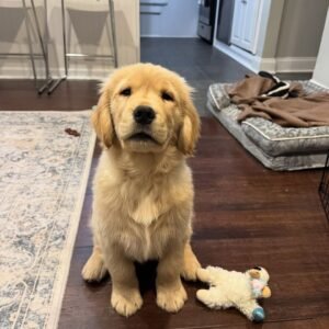 Teddy