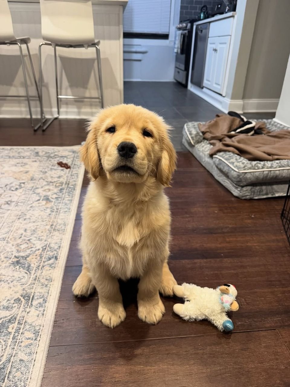 Teddy