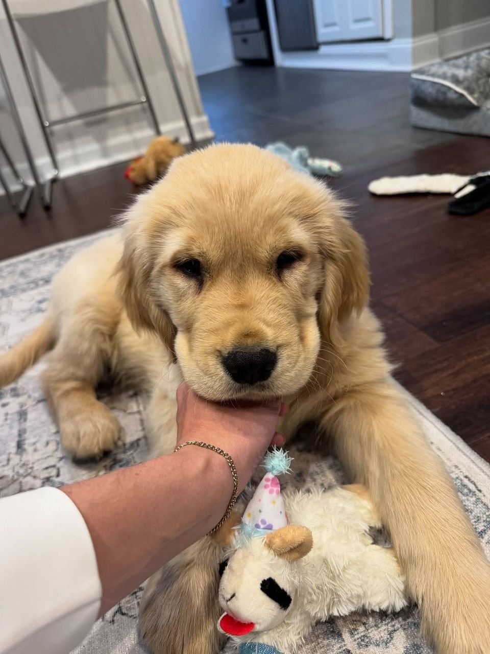 Teddy - Image 4