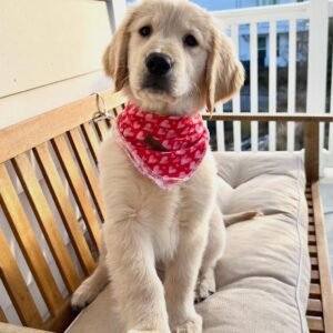 Sophie