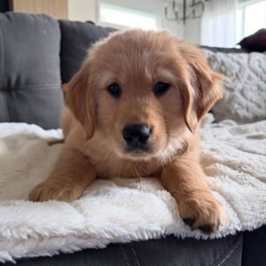 Rosie