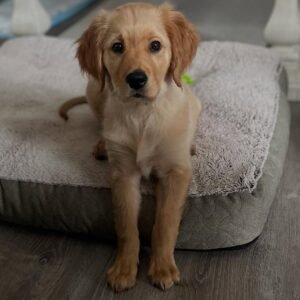 Cooper